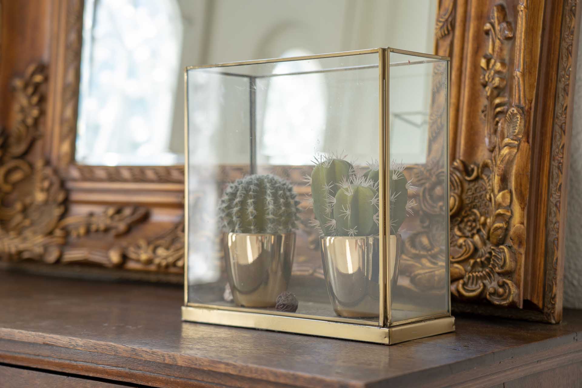 Cactussen voor een spiegel